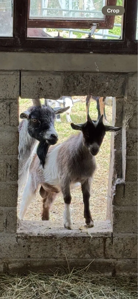 3 Pygmy Buck Kid Goats for Sale - Image 4