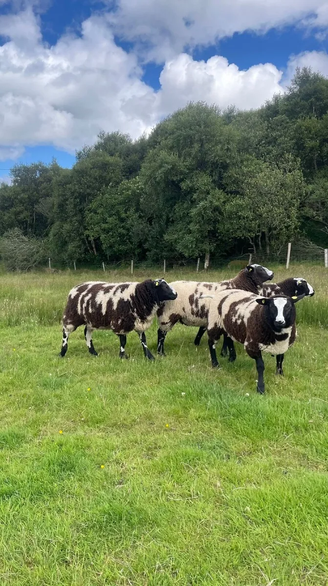 Dutch Spotted SIS Ram lambs - Image 4