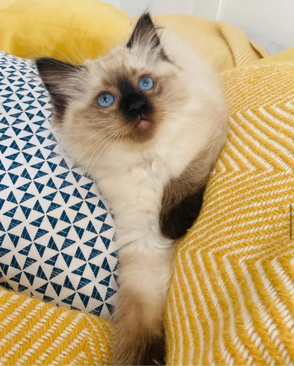 Ragdoll kitten - Image 1