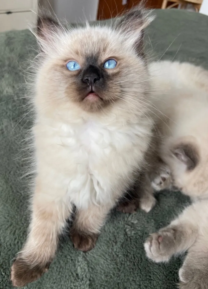 Ragdoll kitten - Image 2