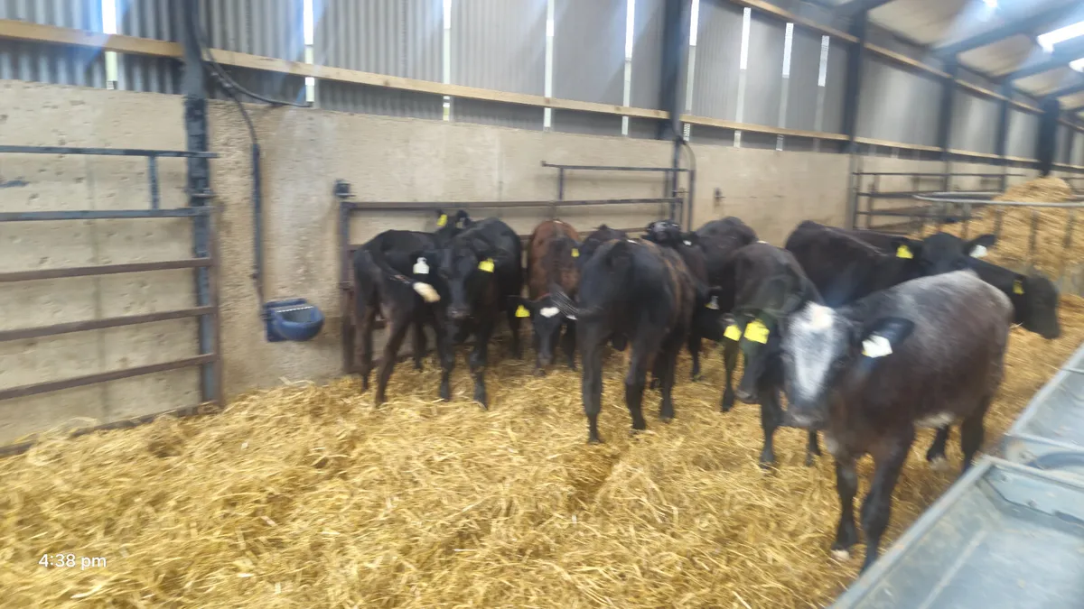 10 Quality Aberdeen Angus bulls for sale - Image 1