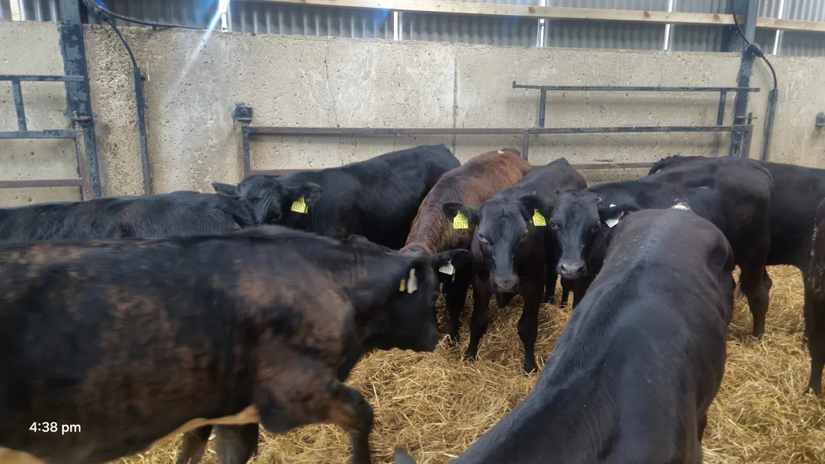 10 Quality Aberdeen Angus bulls for sale - Image 3