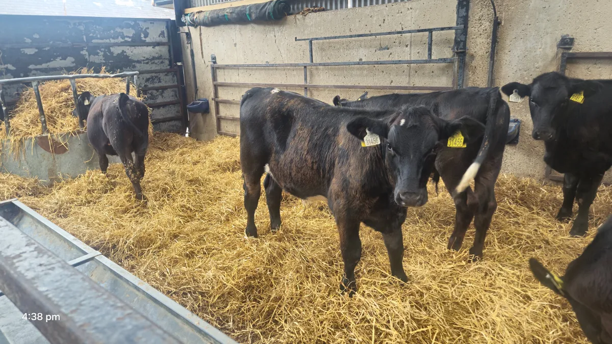 10 Quality Aberdeen Angus bulls for sale - Image 4