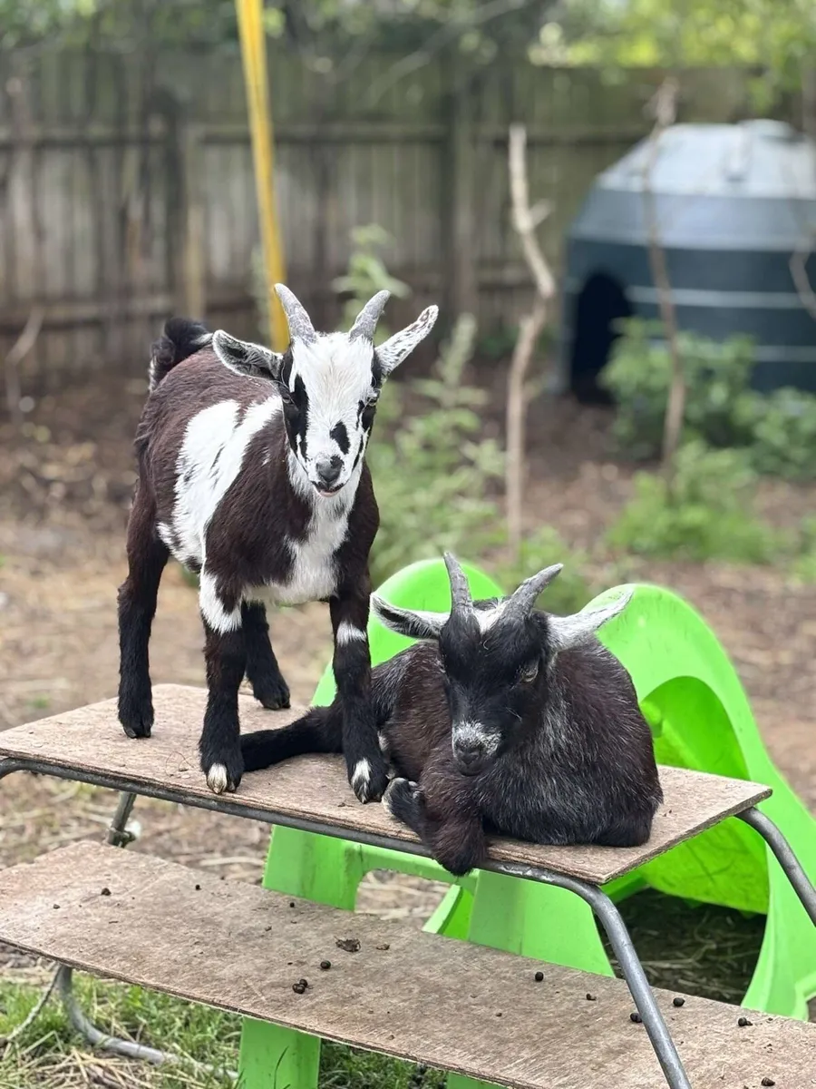 3/4 Bred Pygmy Buck Goats - Image 1
