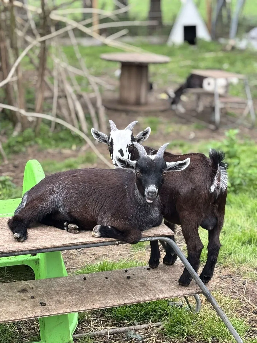 3/4 Bred Pygmy Buck Goats - Image 2