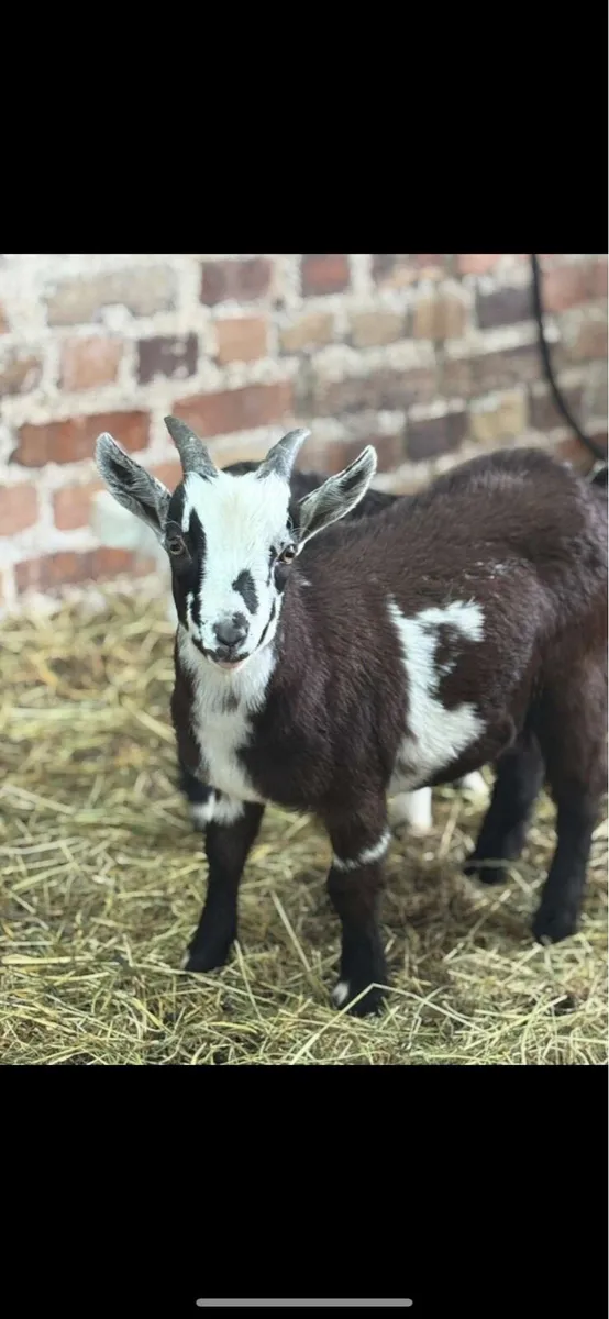 3/4 Bred Pygmy Buck Goats - Image 3