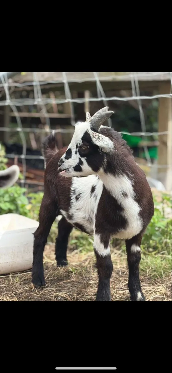 3/4 Bred Pygmy Buck Goats - Image 4