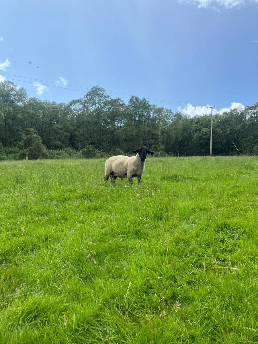 Pedigree Suffolk Ram - Image 2