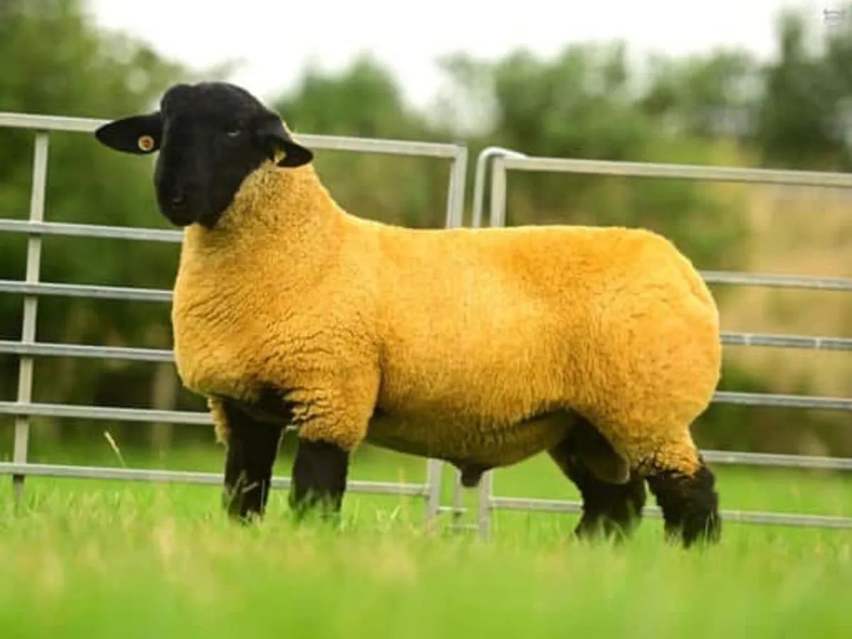 Pedigree Suffolk Ram - Image 1