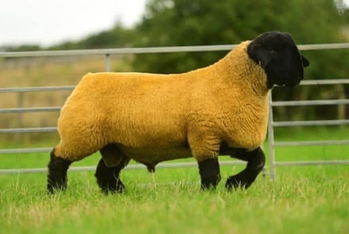 Pedigree Suffolk Ram - Image 3