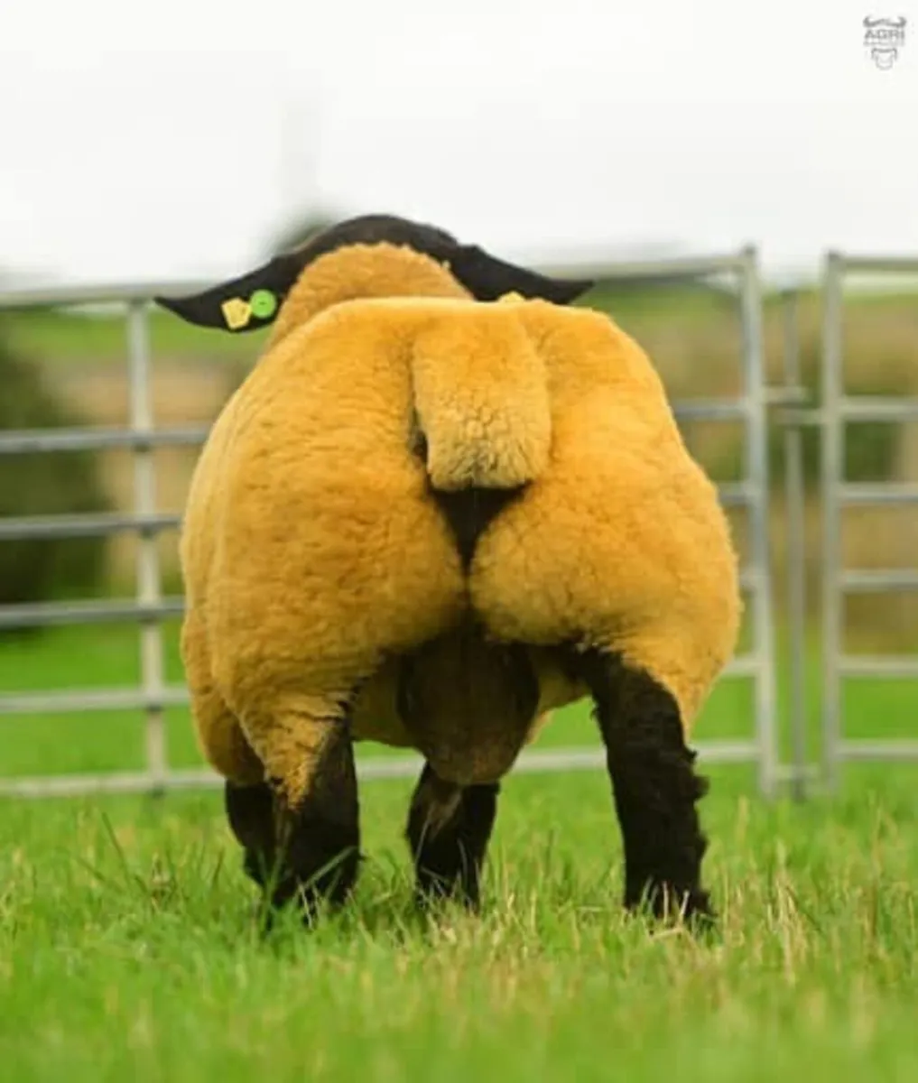 Pedigree Suffolk Ram - Image 4