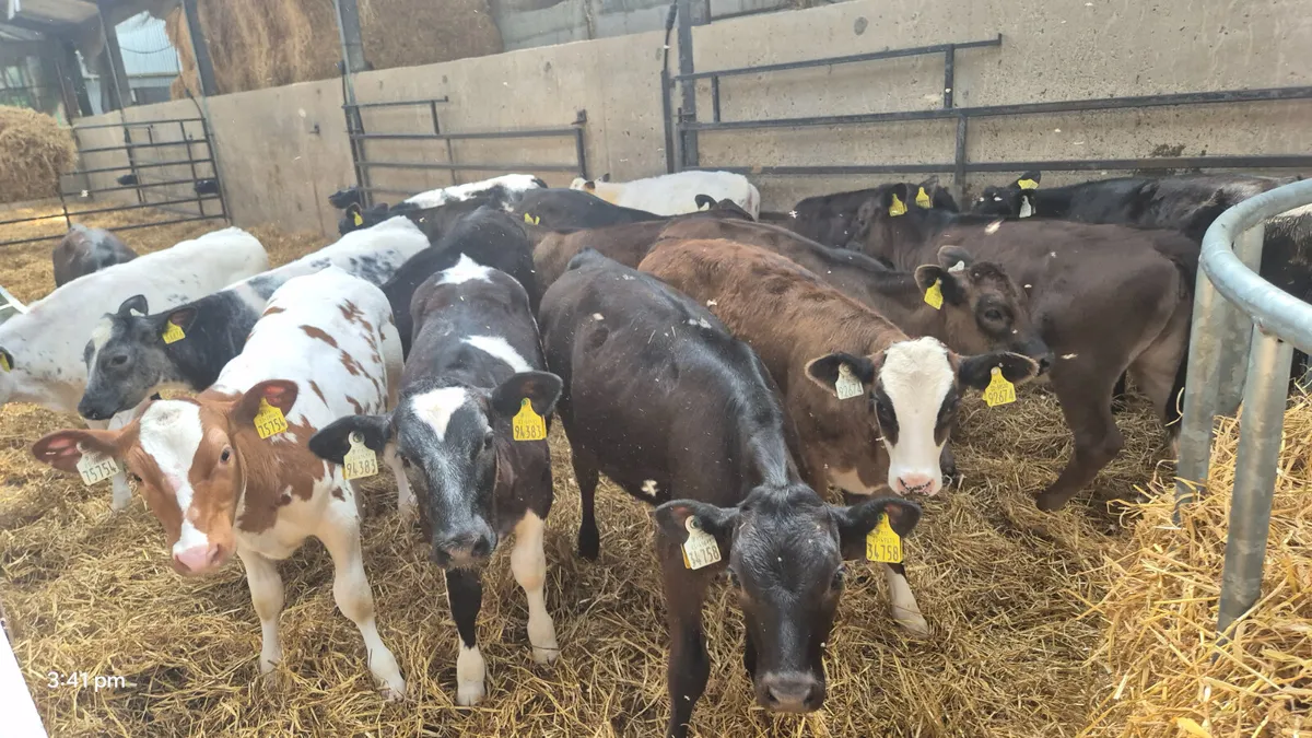 20 Quality Continental heifers for sale - Image 3