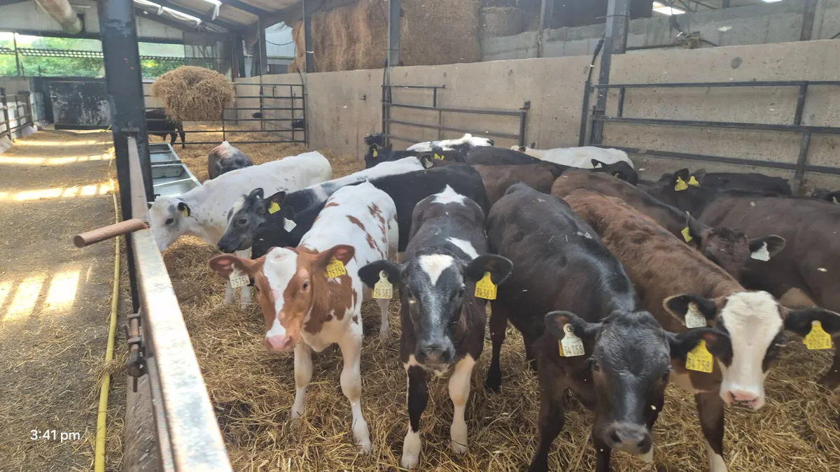 20 Quality Continental heifers for sale - Image 1