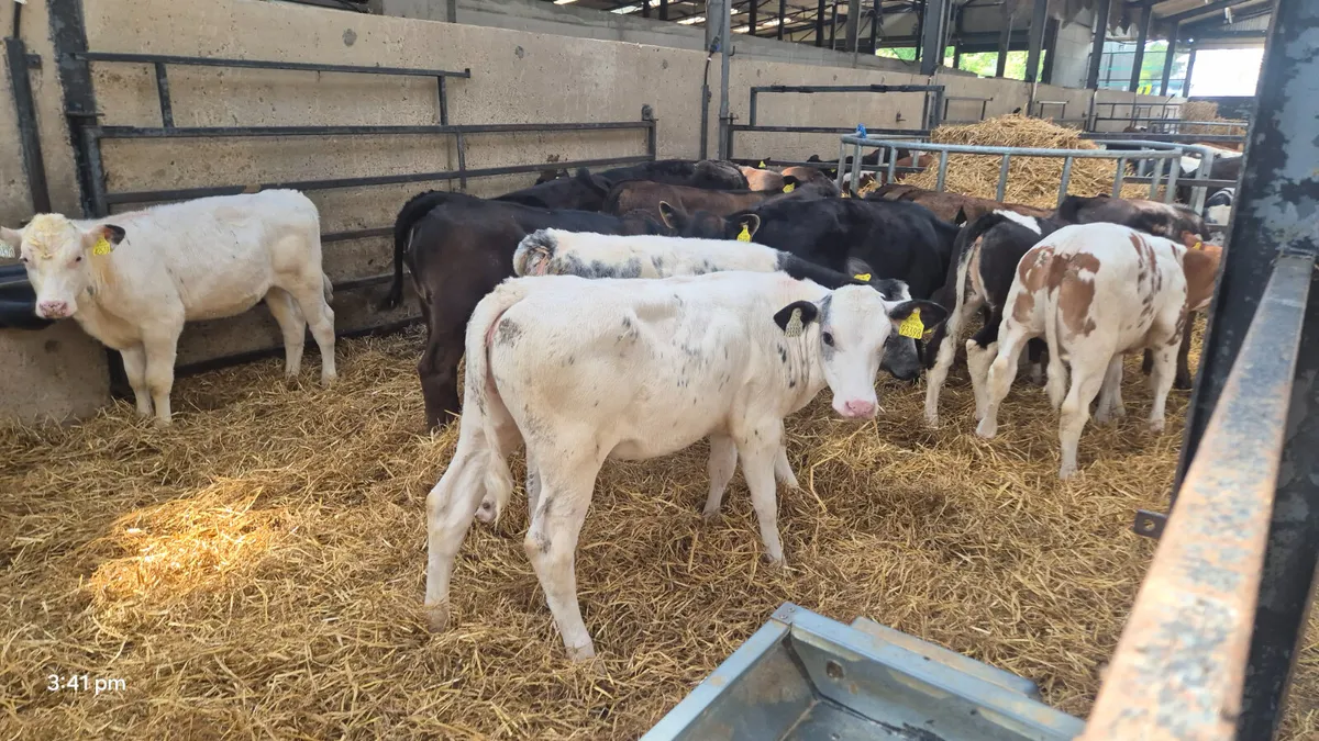 20 Quality Continental heifers for sale - Image 4