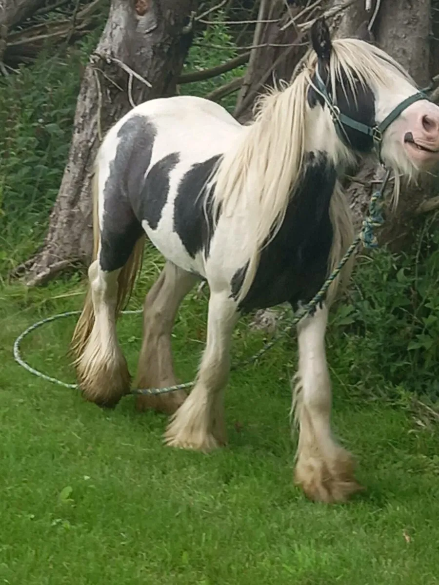 2yr old colt 10.2hh.....ideal for small ponys - Image 2
