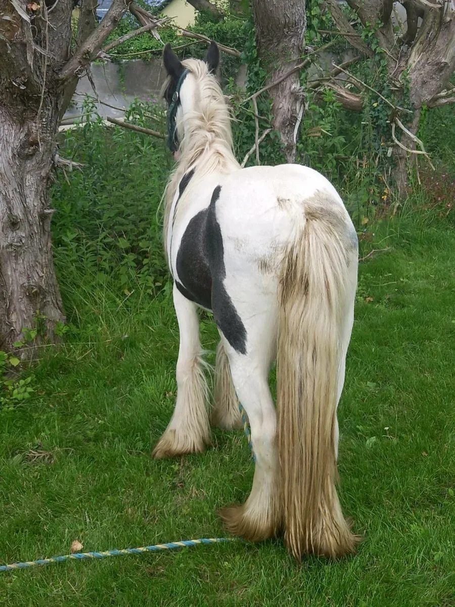 2yr old colt 10.2hh.....ideal for small ponys - Image 3