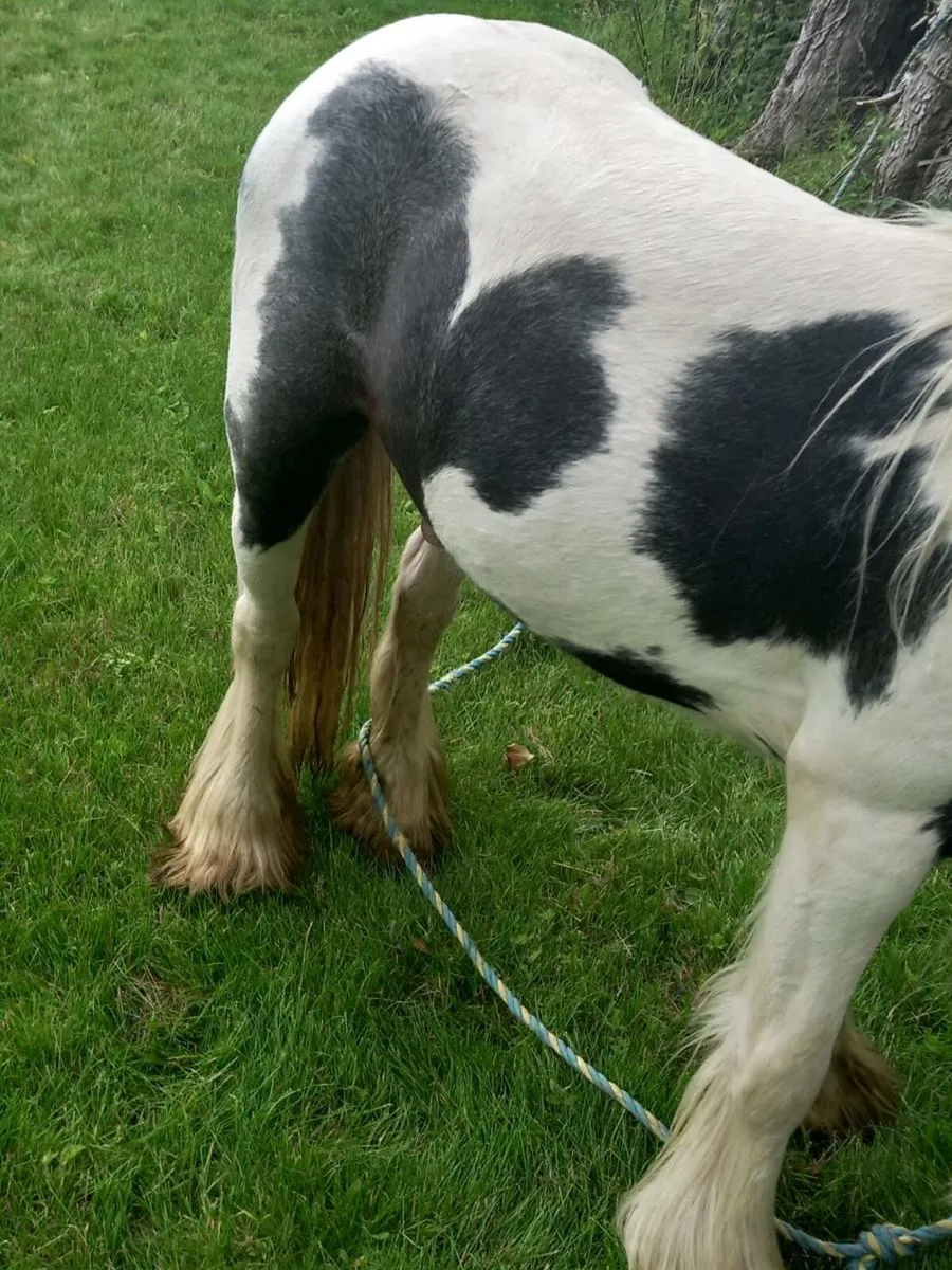 2yr old colt 10.2hh.....ideal for small ponys - Image 4