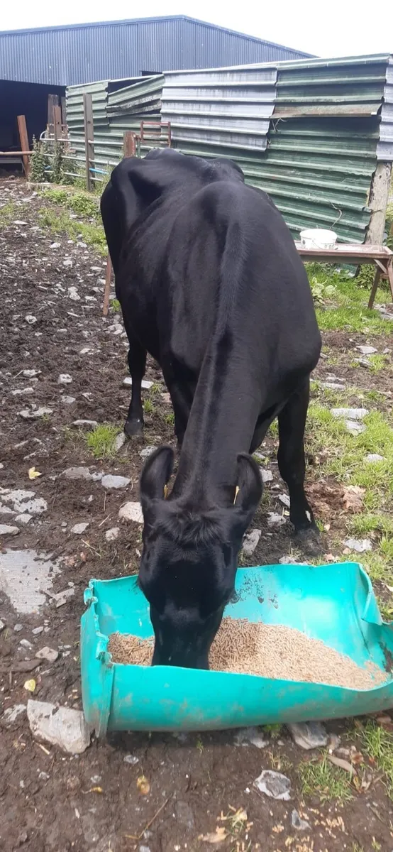 Cow - Image 1