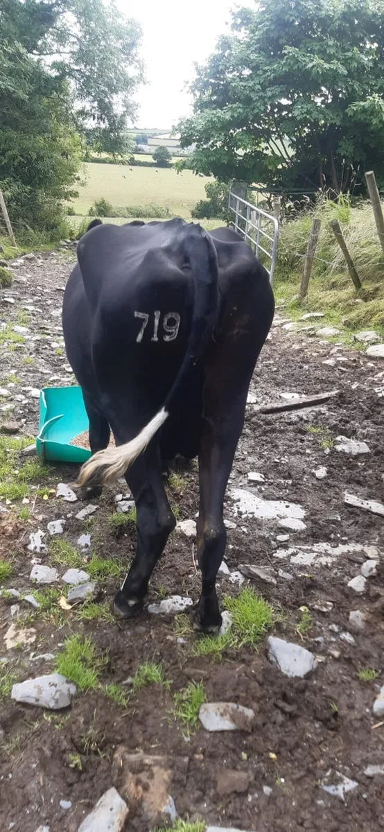 Cow - Image 2