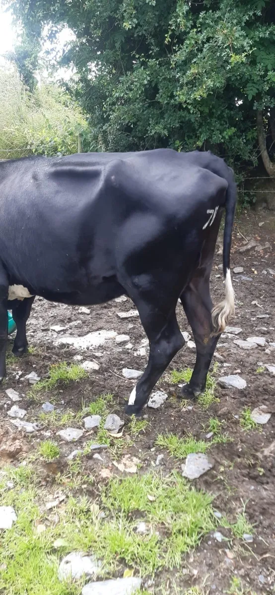 Cow - Image 3