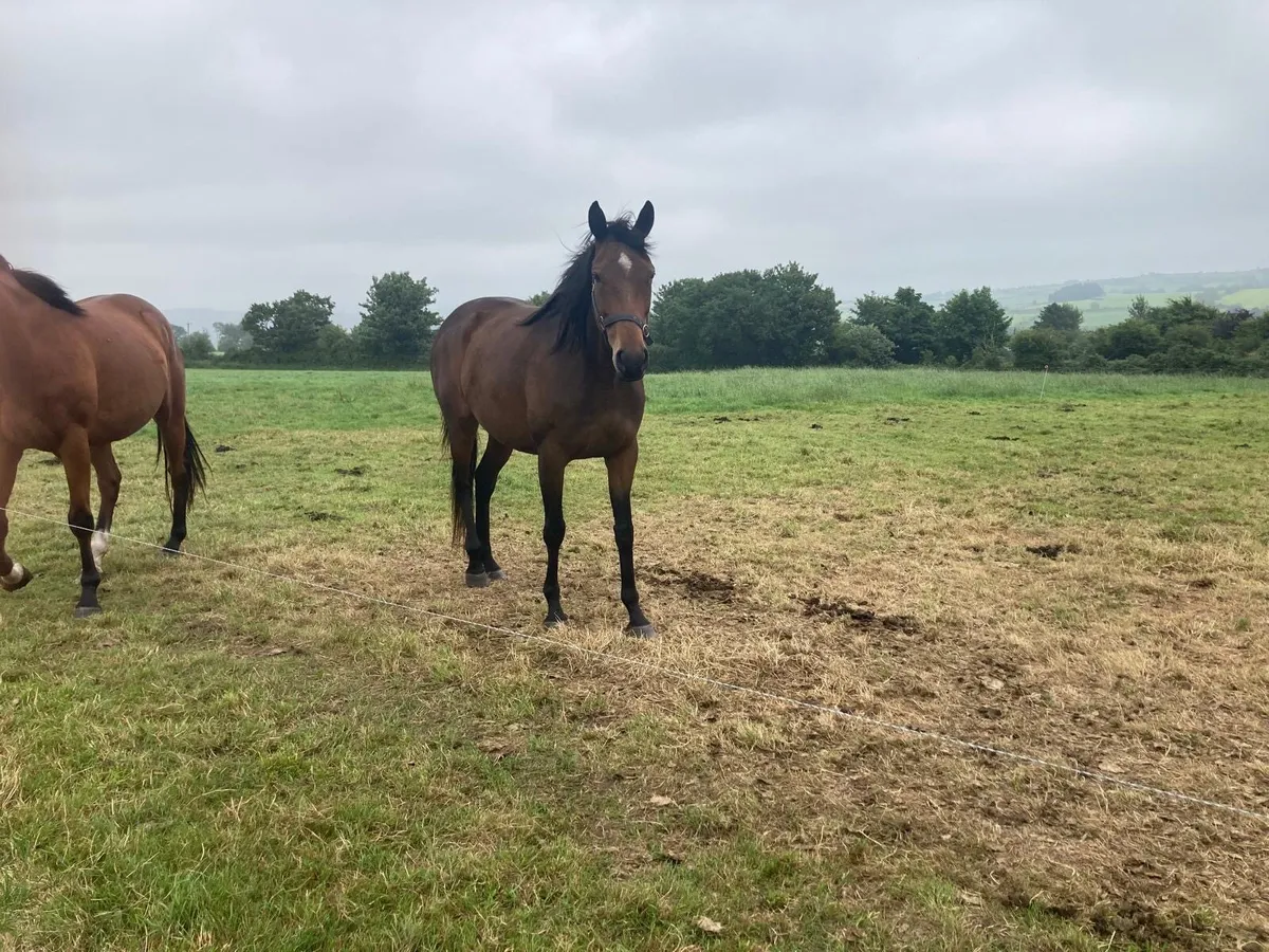 Sageburg Thoroughbred Mare