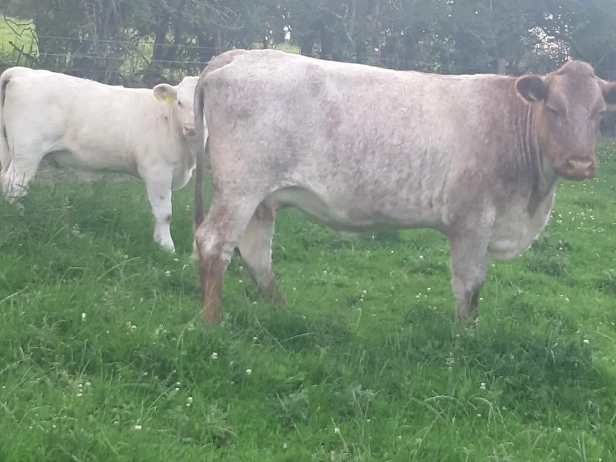 SUPER ROAN LM HEIFER 1ST CALVED WITH A SUPER CALF - Image 1