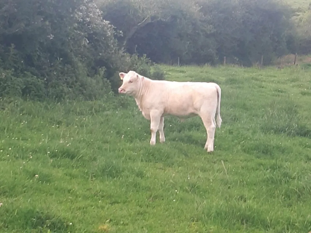 SUPER ROAN LM HEIFER 1ST CALVED WITH A SUPER CALF - Image 2
