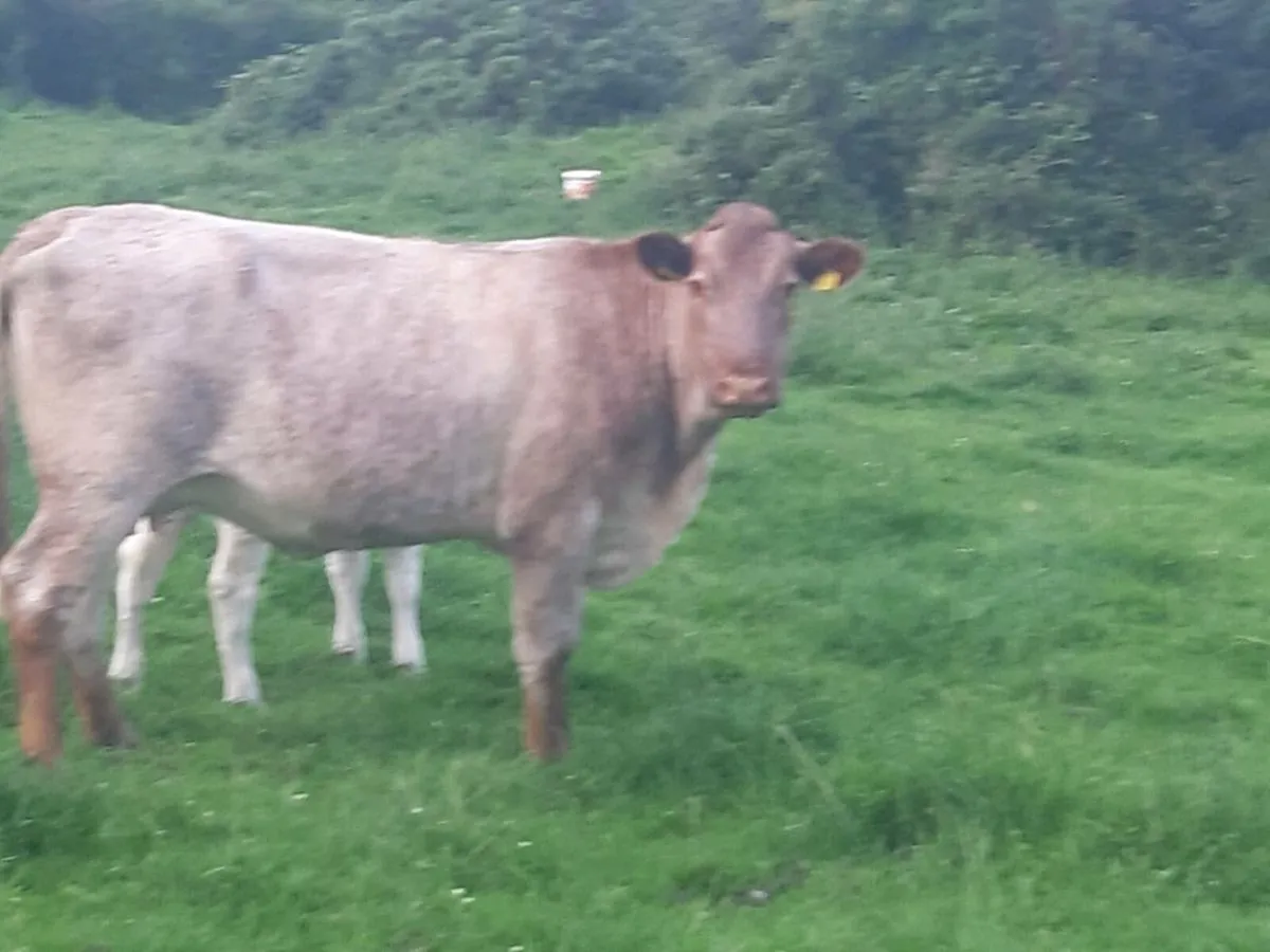 SUPER ROAN LM HEIFER 1ST CALVED WITH A SUPER CALF - Image 3