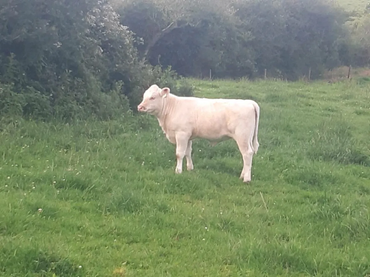 SUPER ROAN LM HEIFER 1ST CALVED WITH A SUPER CALF - Image 4