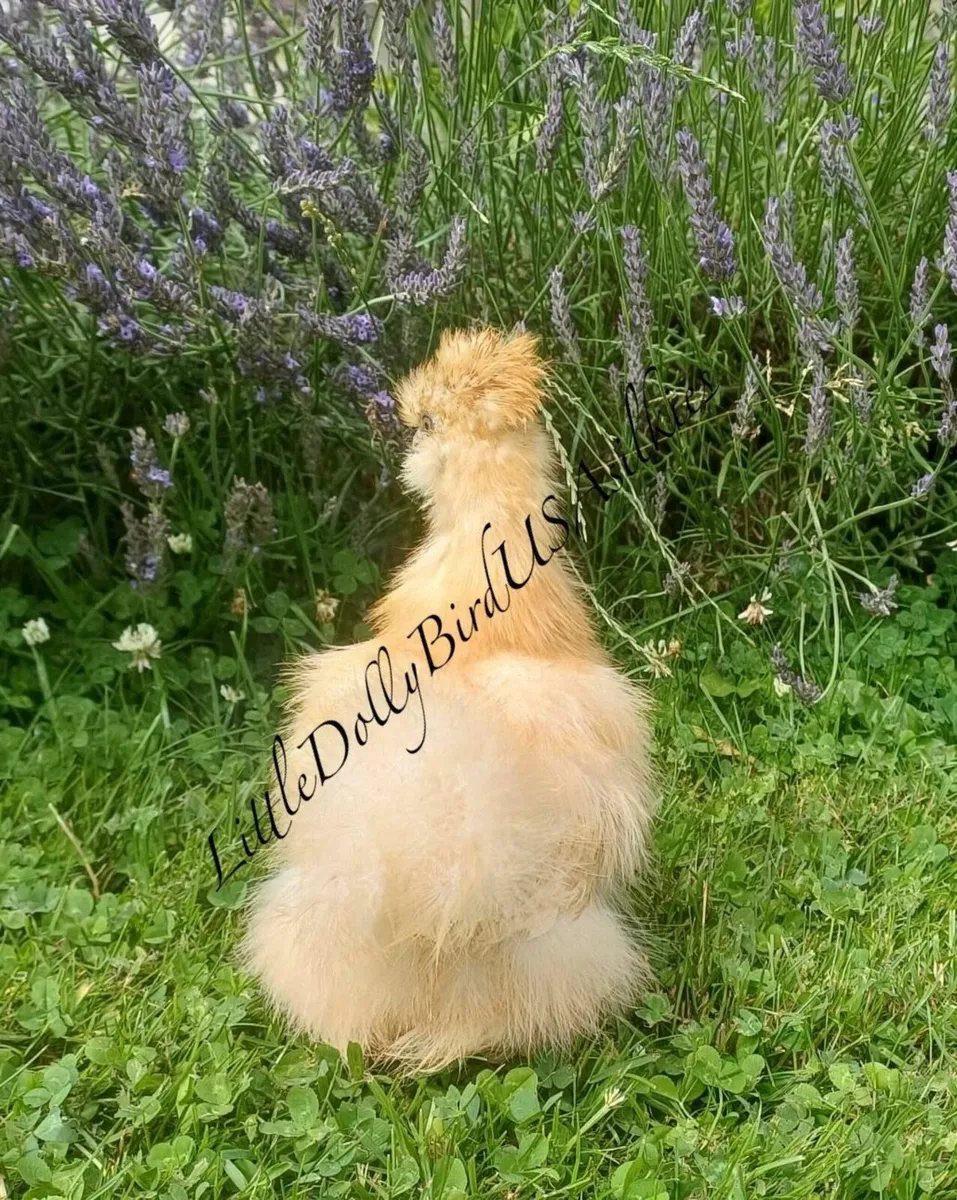 USA Silkies - Image 3