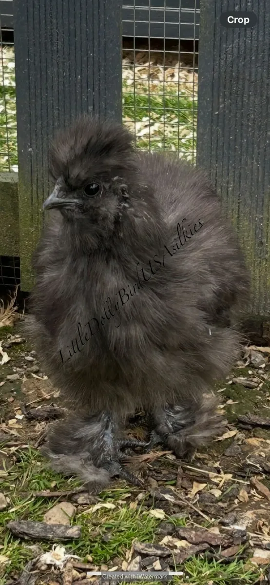 USA Silkies - Image 4