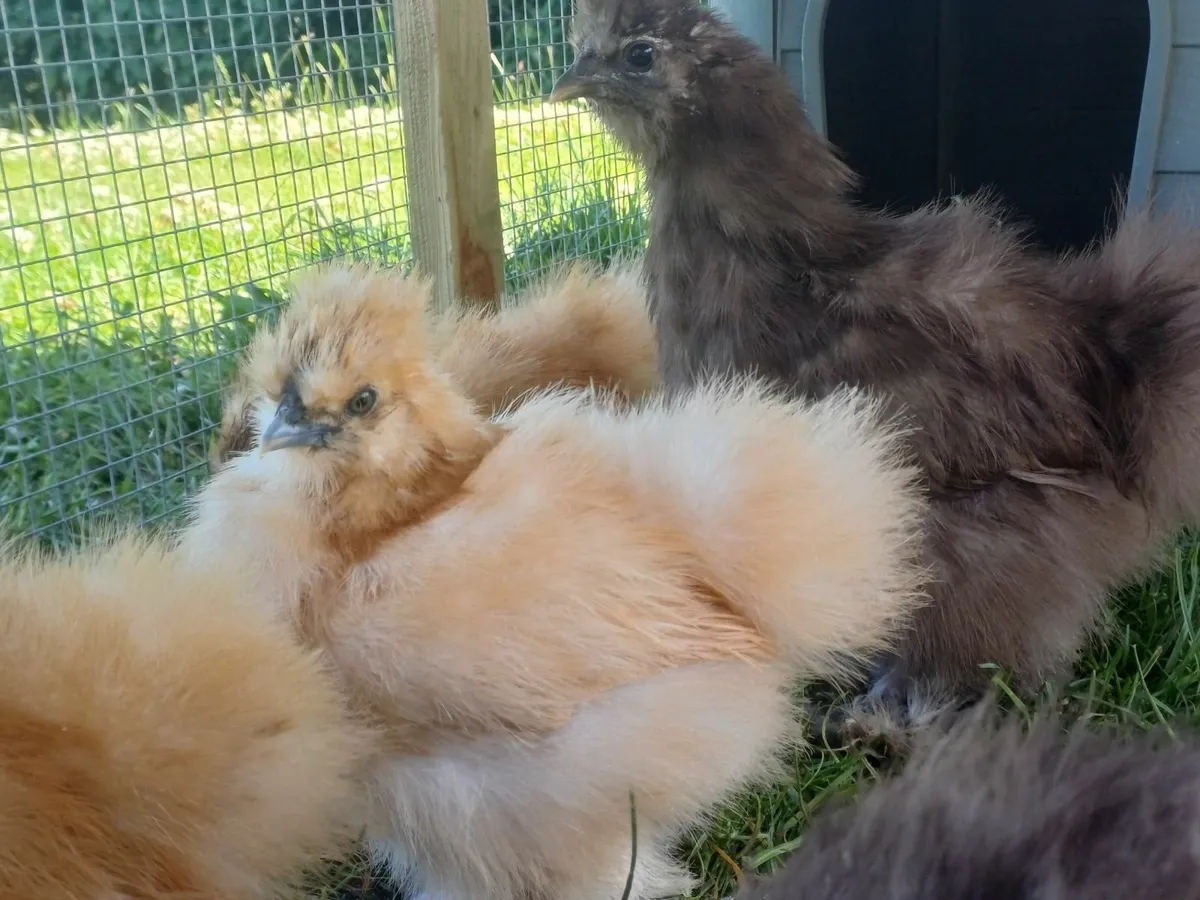 USA Silkies - Image 2