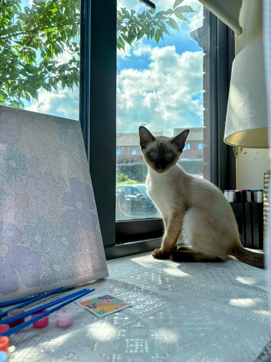 Kittens - Image 1