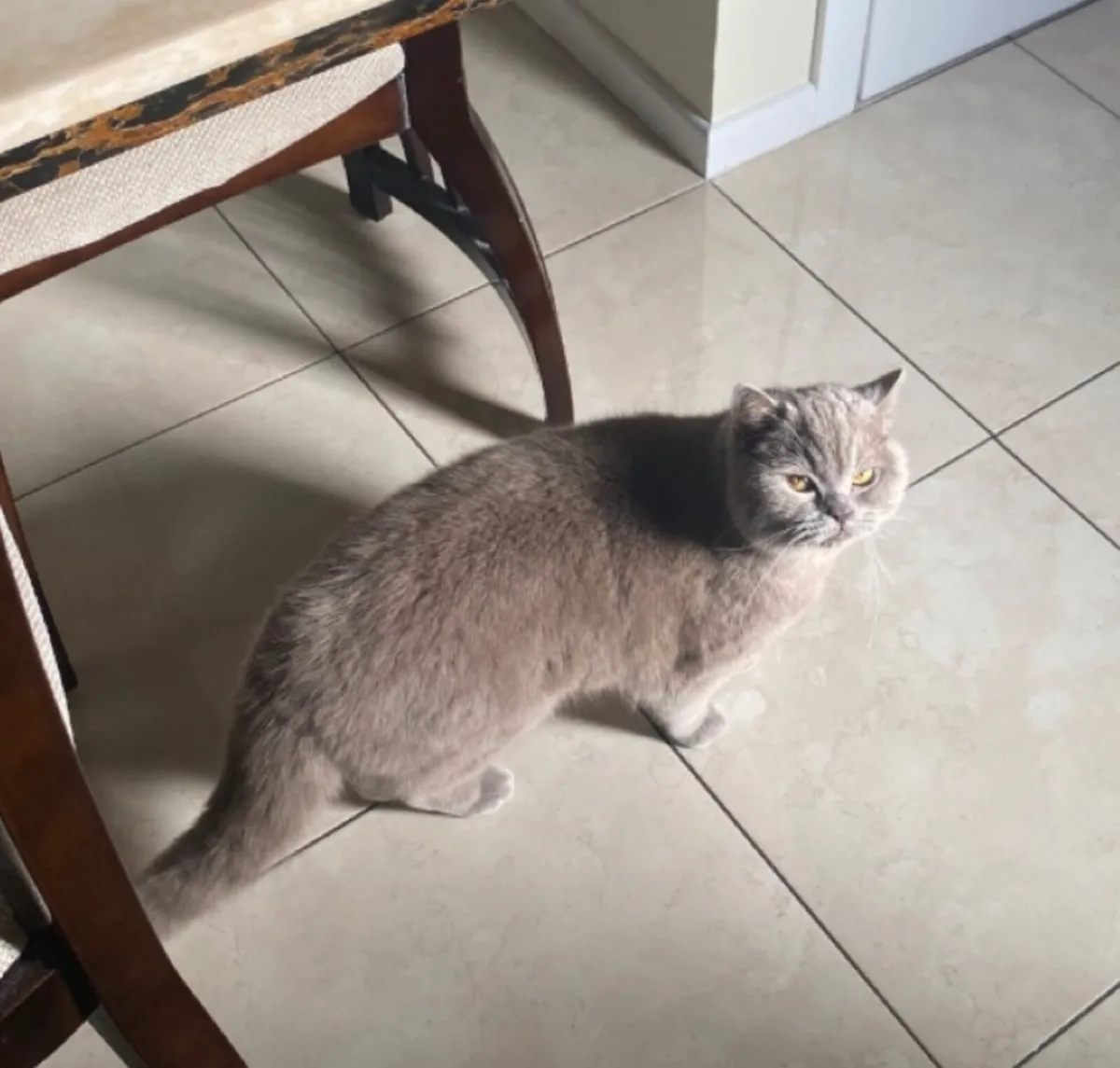 British Shorthair Cat - Image 1