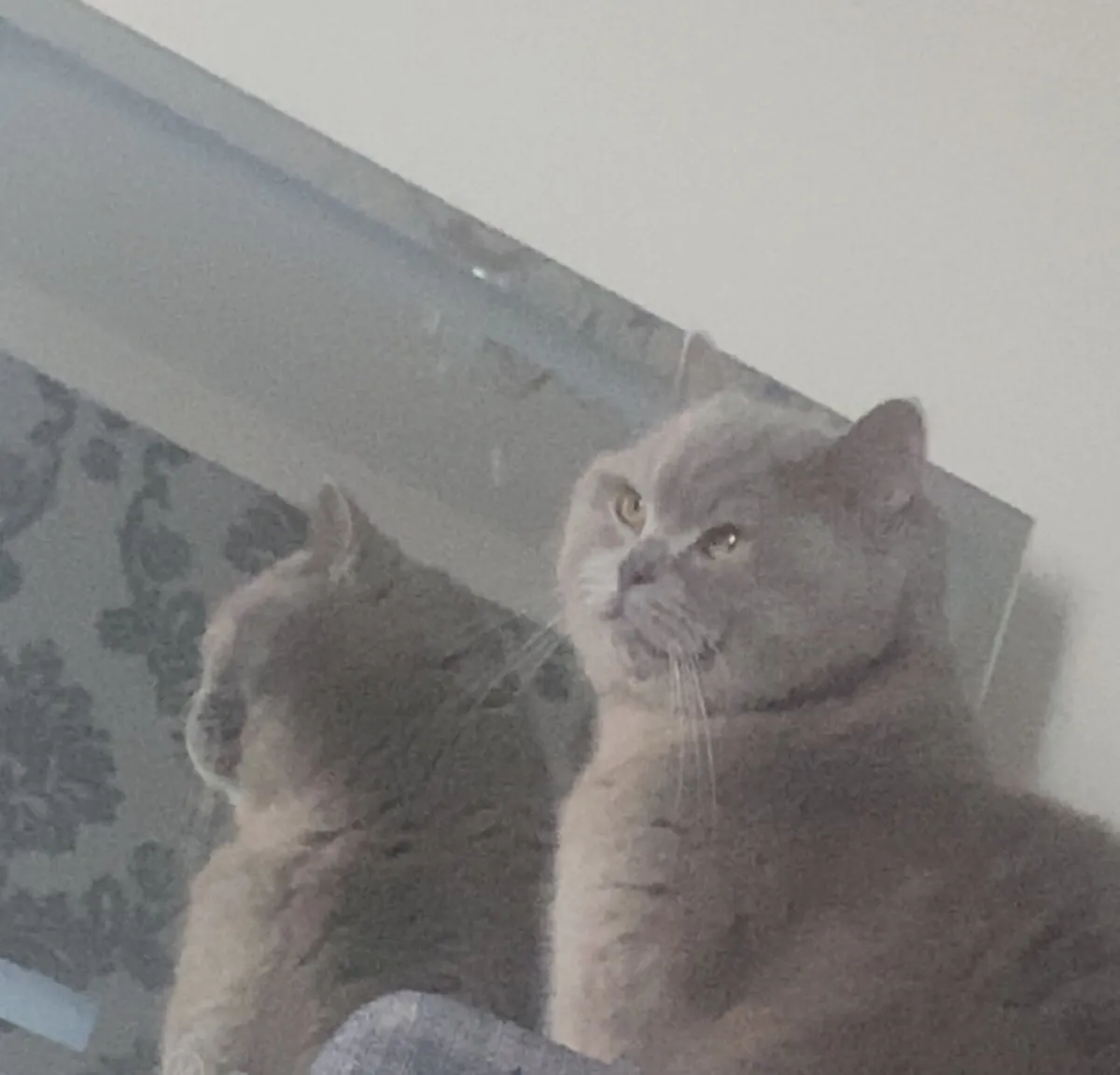 British Shorthair Cat - Image 2