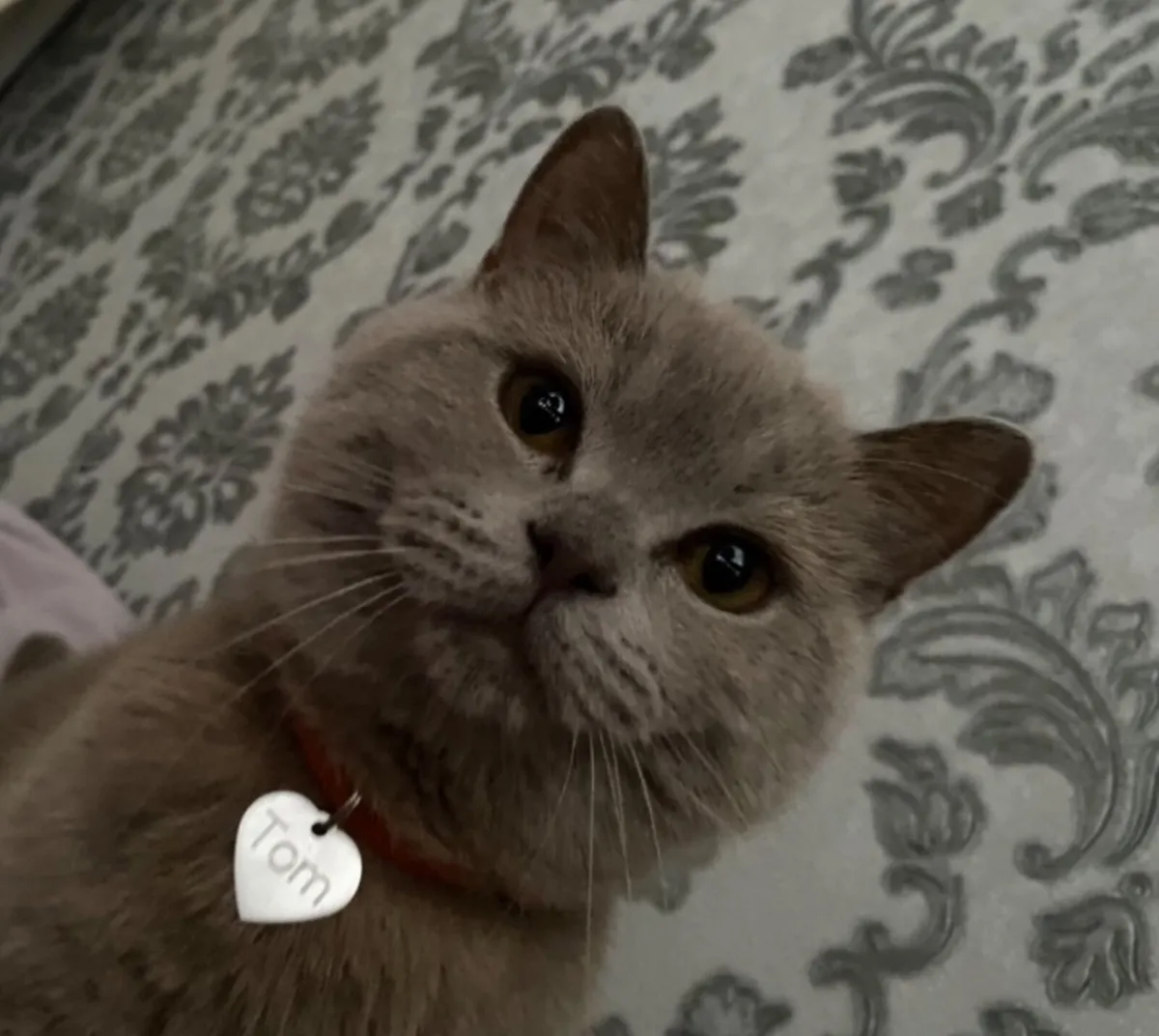 British Shorthair Cat - Image 3