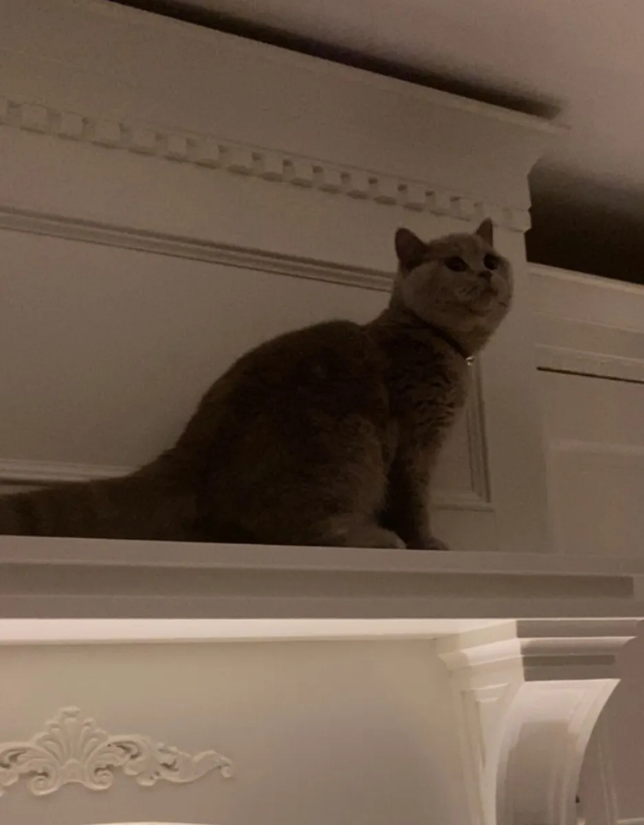 British Shorthair Cat - Image 4