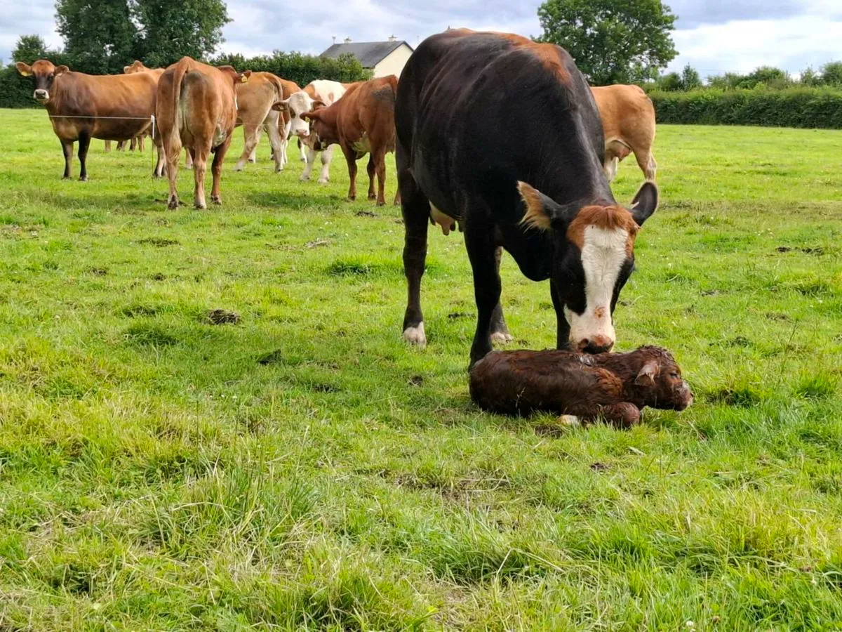 5 star heifer freshly calved - Image 2