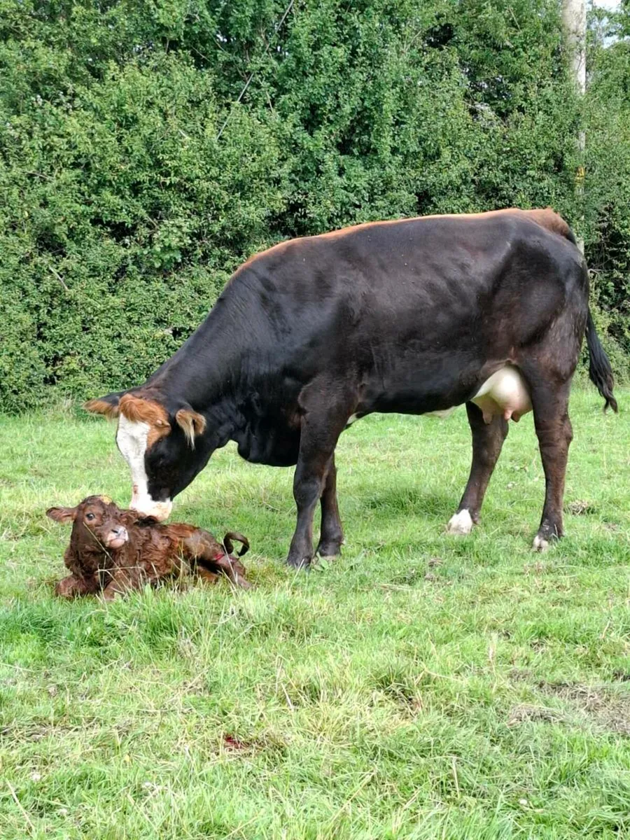 5 star heifer freshly calved - Image 1