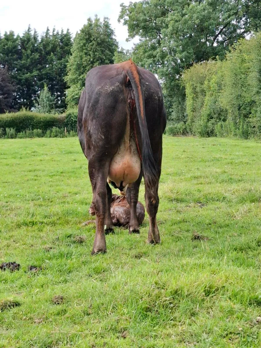 5 star heifer freshly calved - Image 4