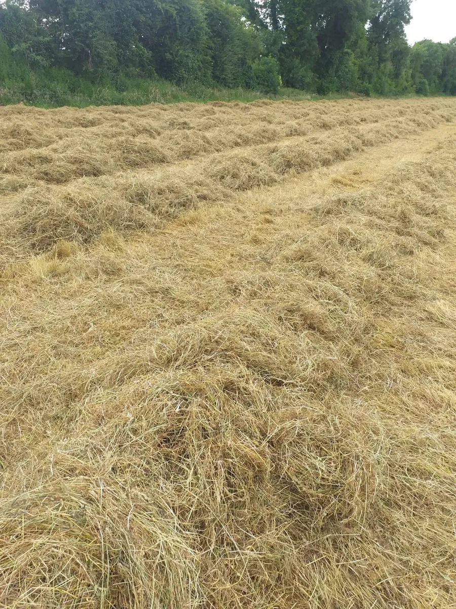 Haylage - Image 1