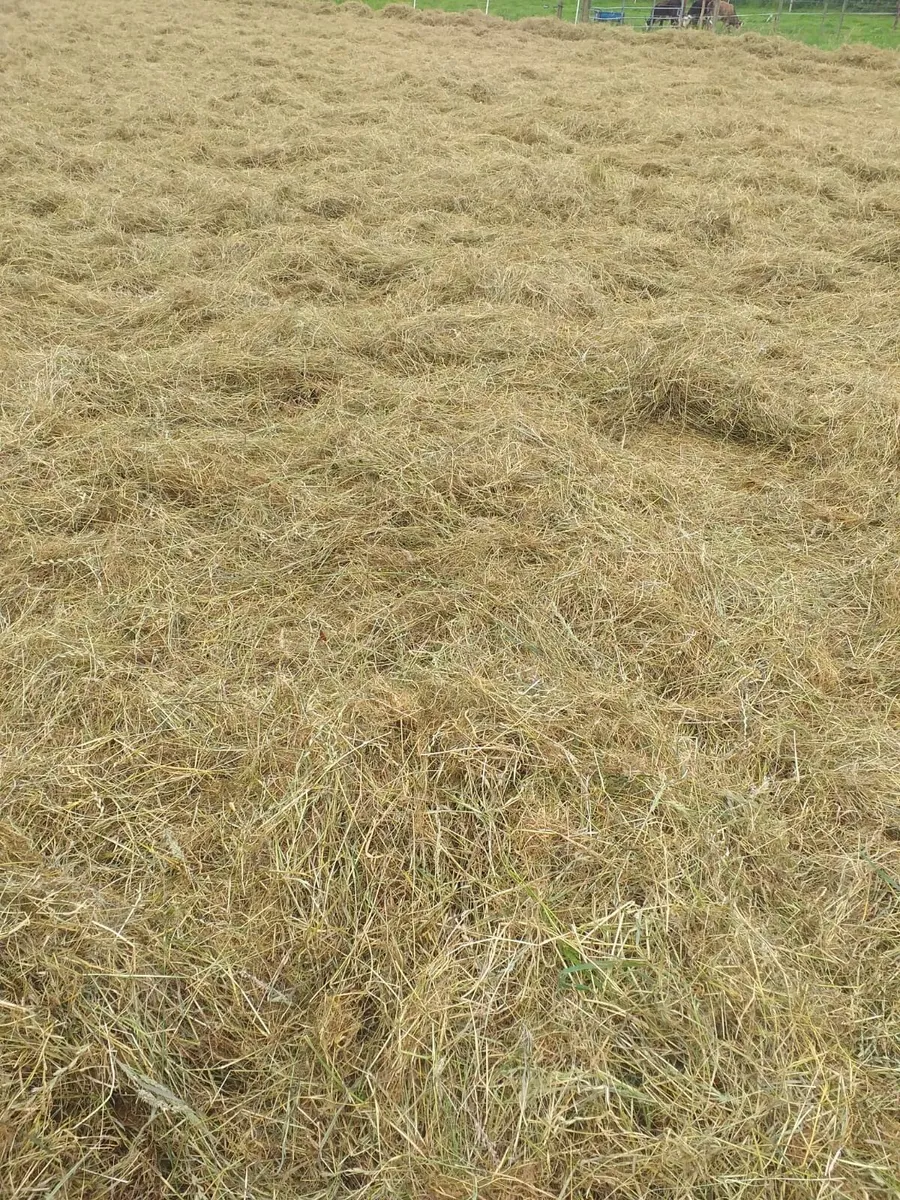 Haylage - Image 2