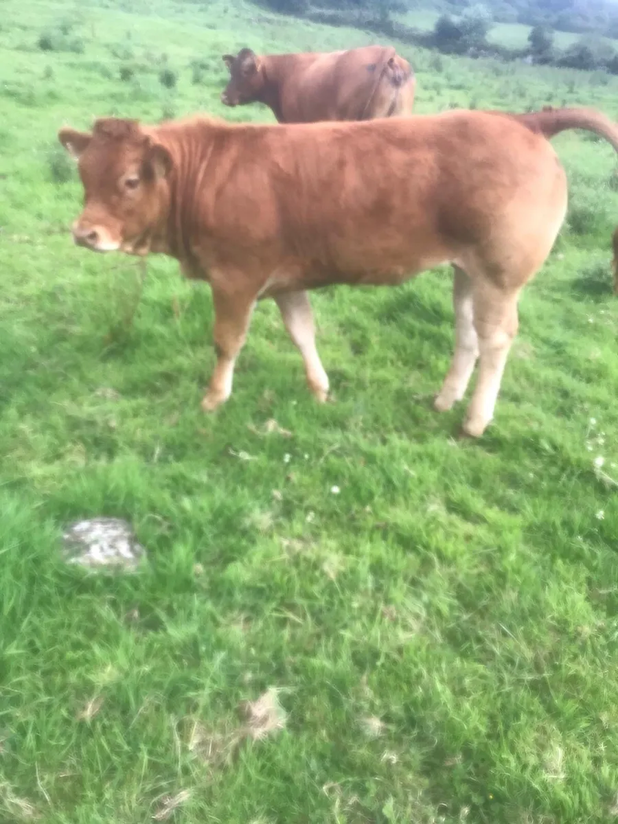 Super Limousin Heifers - Image 1