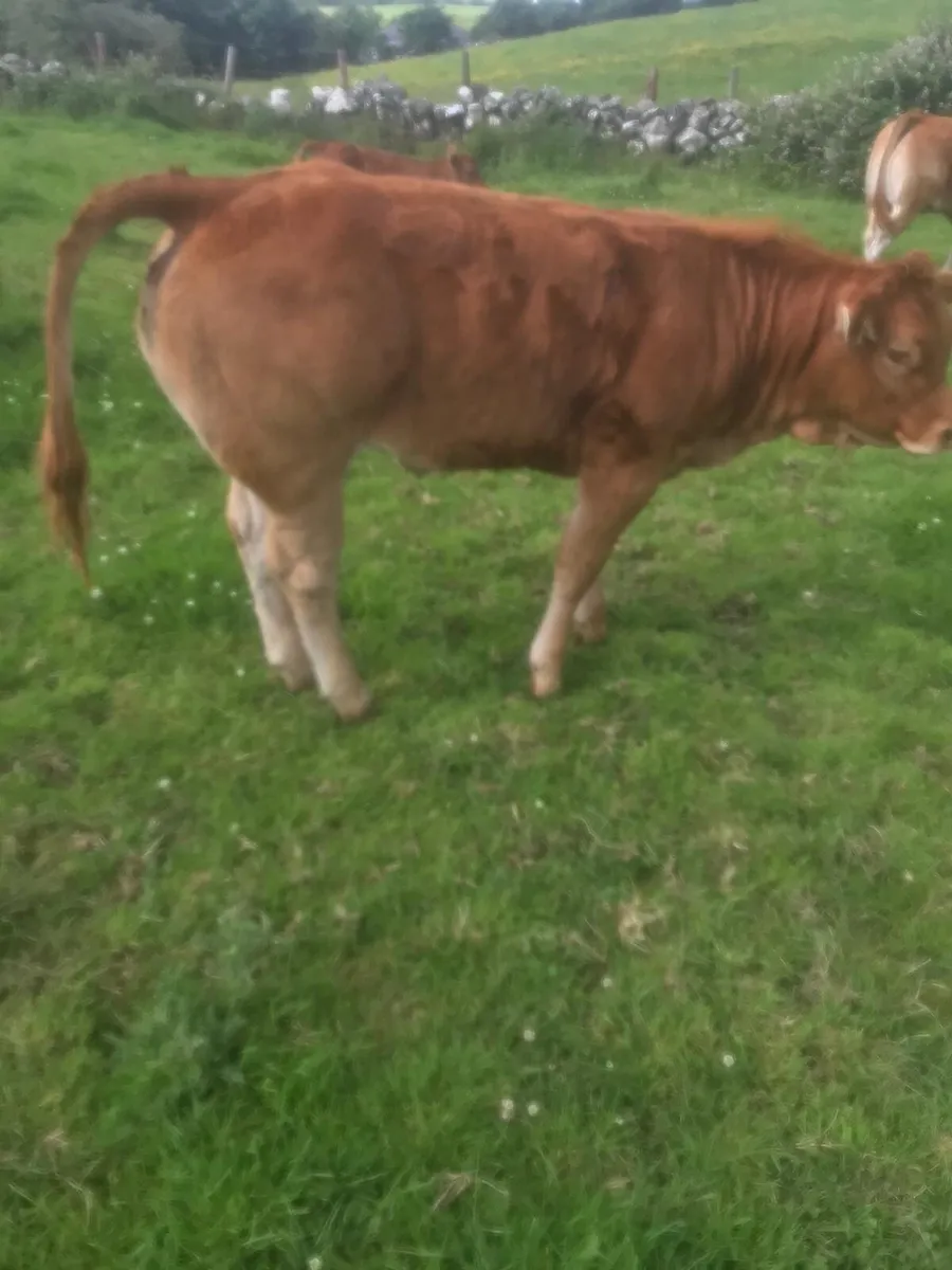 Super Limousin Heifers - Image 2