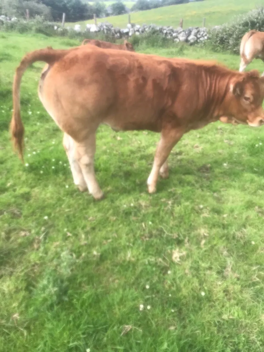 Super Limousin Heifers - Image 3