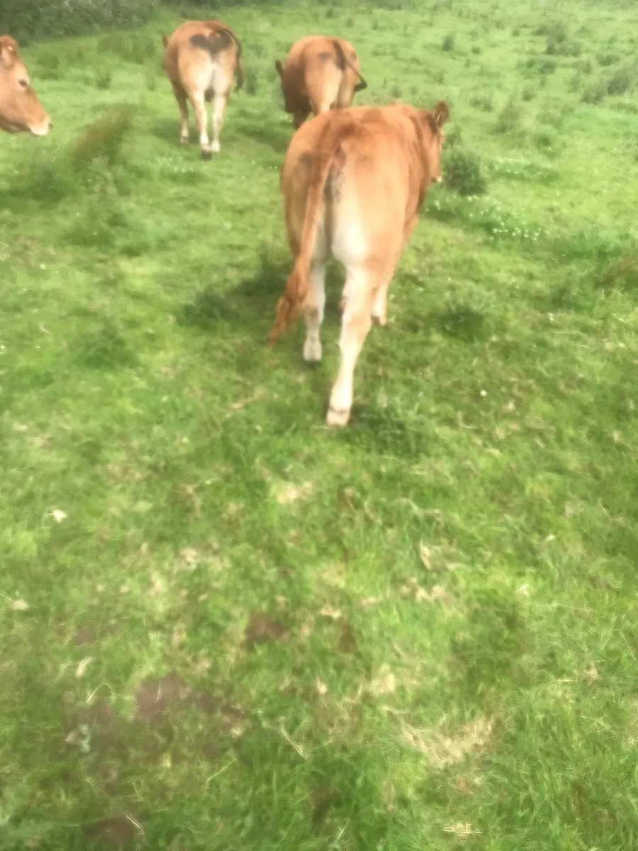 Super Limousin Heifers - Image 4