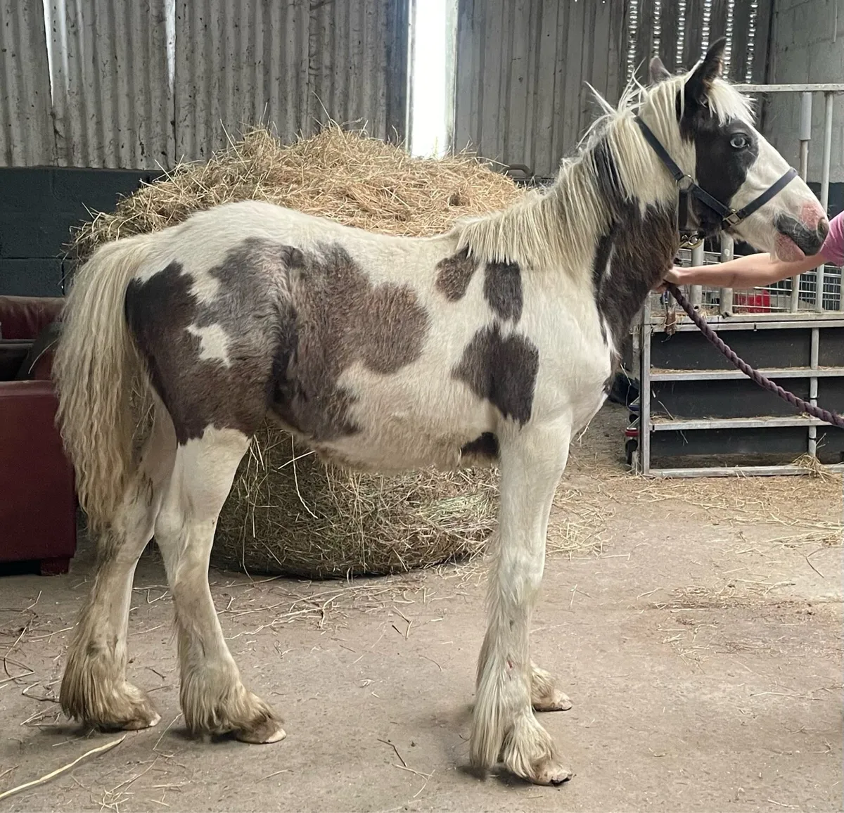 Traditional filly  and gelding - Image 2