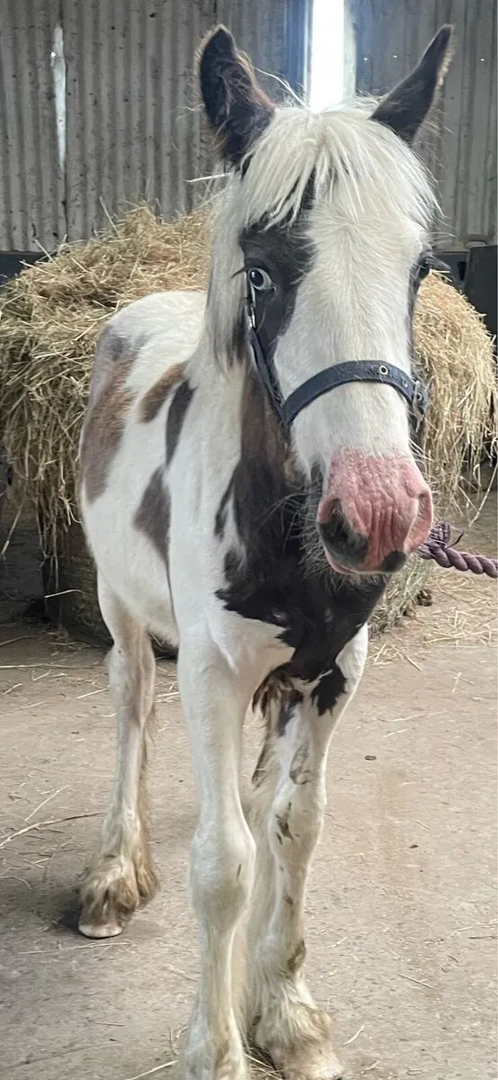 Traditional filly  and gelding - Image 3