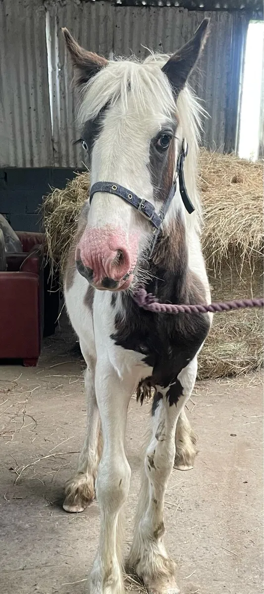 Traditional filly  and gelding - Image 4
