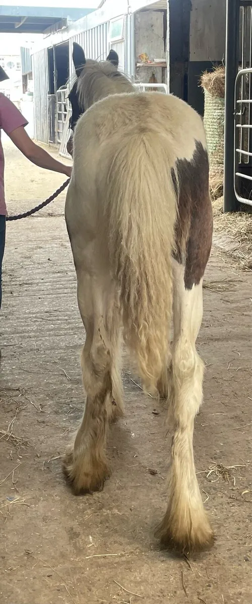 Traditional filly yearling - Image 4
